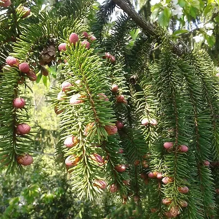 Les Acacias Appartamento Moye