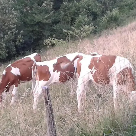 Appartamento Les Acacias